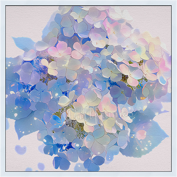 Hydrangea blooms 1