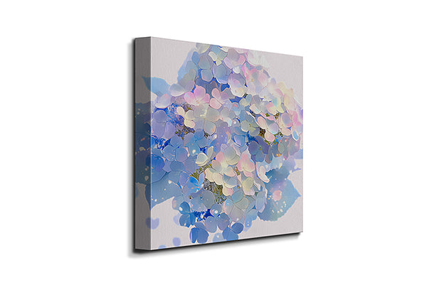 Hydrangea blooms 1