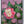 Native Flower Series-Kongini Poovu