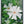 Native Flower Series-Parijatham