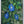 Native Flower Series-Shanku Pushpam