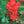 Native Flower Series-Chembarathi
