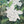 Native Flower Series-Panineer Chembakam