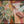 Tropical colours