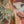 Tropical colours