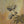 Sepia Garden 1