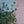 Bloom fragments 2