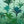 Tropical Green Palms