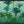 Tropical Green Palms