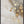 Ethereal Botanicals 1