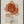 Rustic Petal Layers 2