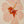 Tropical Peach Hibiscus 1