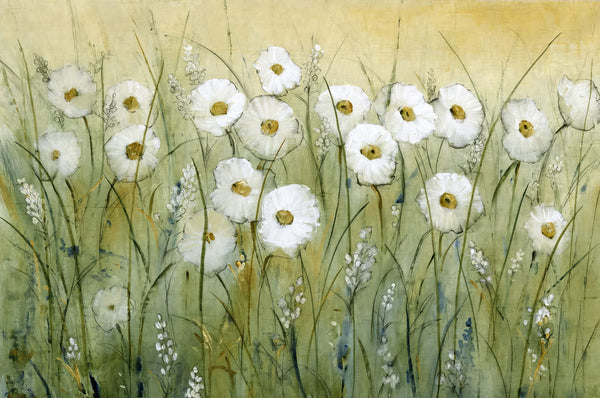 Daisy Field