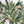 Olive Grove