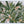 Olive Grove