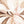 Siennese Petal