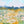 Summer Meadow