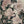 Vintage Rose Garden