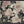 Vintage Rose Garden