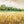 Golden Harvest Field