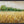 Golden Harvest Field