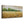 Golden Harvest Field