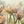Soft Tulip Meadow