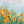 Orange Poppy Field