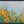 Orange Poppy Field