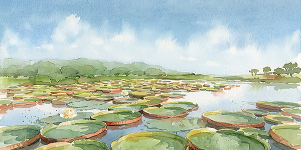 Water Lily Pond