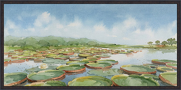 Water Lily Pond