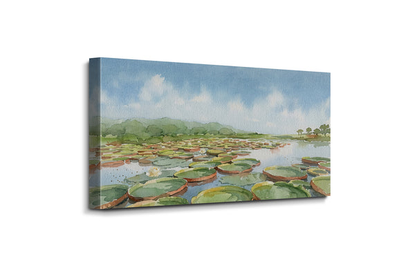 Water Lily Pond