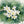 White Blossom Botanical