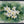 White Blossom Botanical