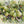 Garden Fruit & Foliage
