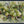 Garden Fruit & Foliage