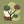 Botanical Silhouette 1