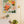 Tropical Zest 1