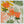 Tropical Zest 2