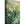 Boho Botanics
